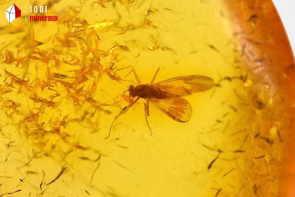Fossile d'ambre jaune avec insectes de Lituanie