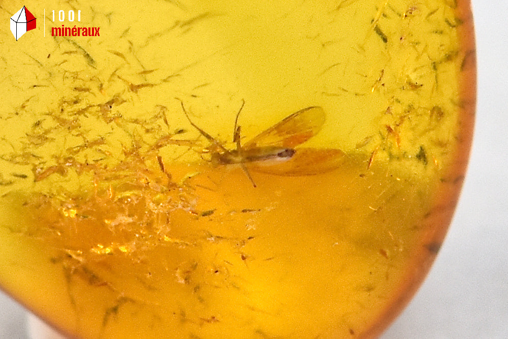 Fossile d'ambre jaune avec insectes de Lituanie