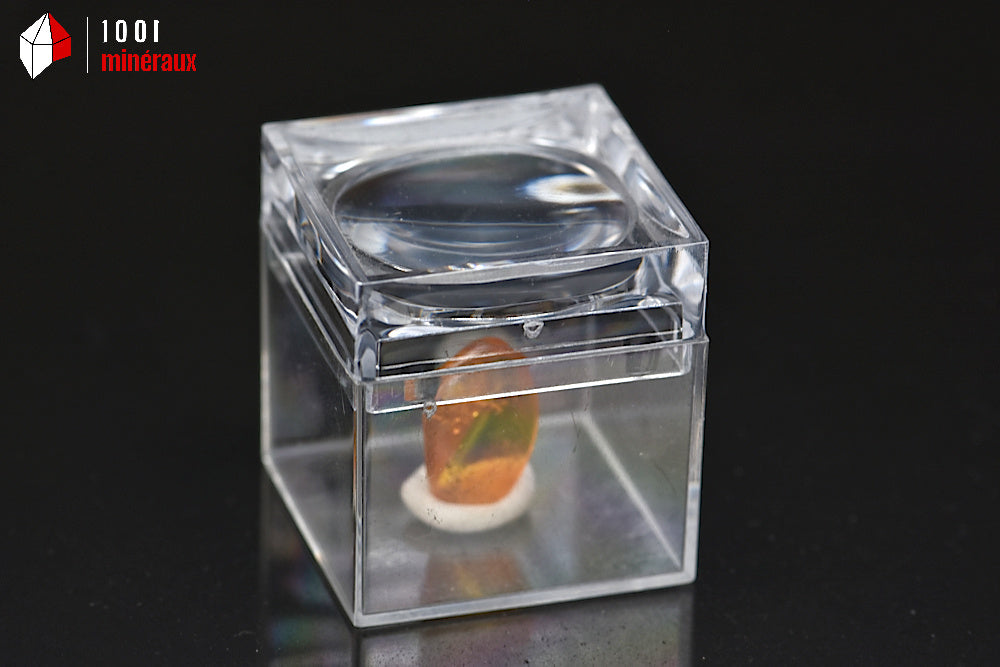 Fossile d'ambre jaune avec insectes de Lituanie