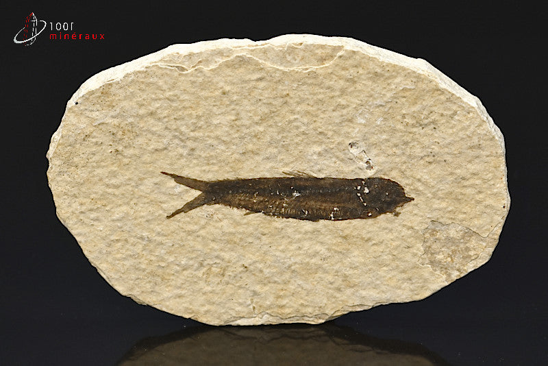 Poisson Knightia Eocena fossilisé des Etats-Unis