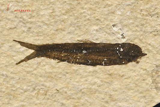 Poisson Knightia Eocena fossilisé des Etats-Unis