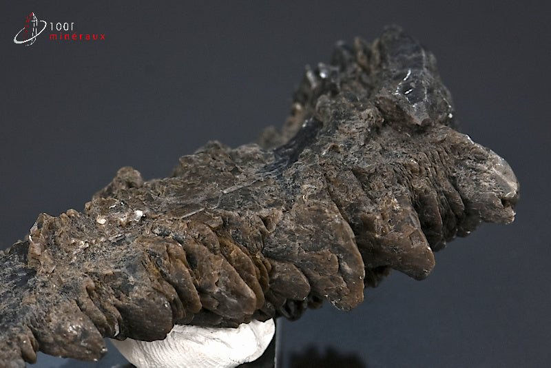 Minéral cristallisé de gypse sapin noir de France