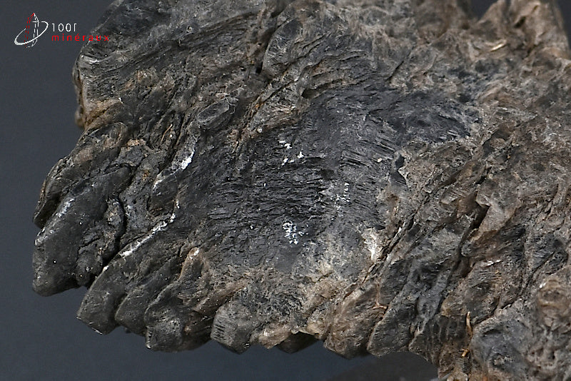 Minéral cristallisé de gypse sapin noir de France