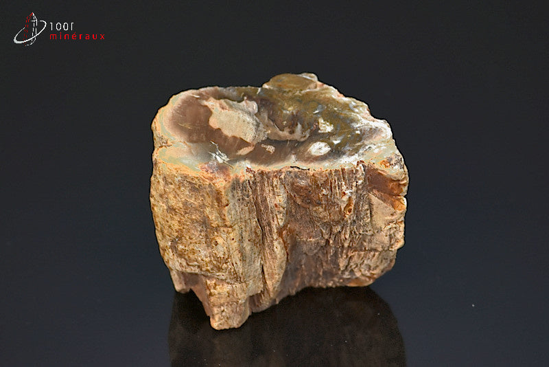 Fossile de bois fossilisé pétrifié marron de Madagascar