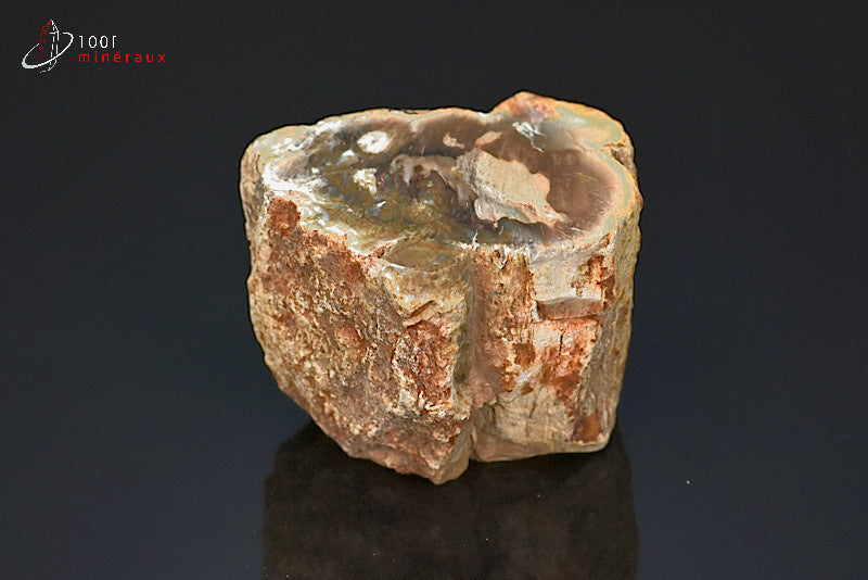 Fossile de bois fossilisé pétrifié marron de Madagascar