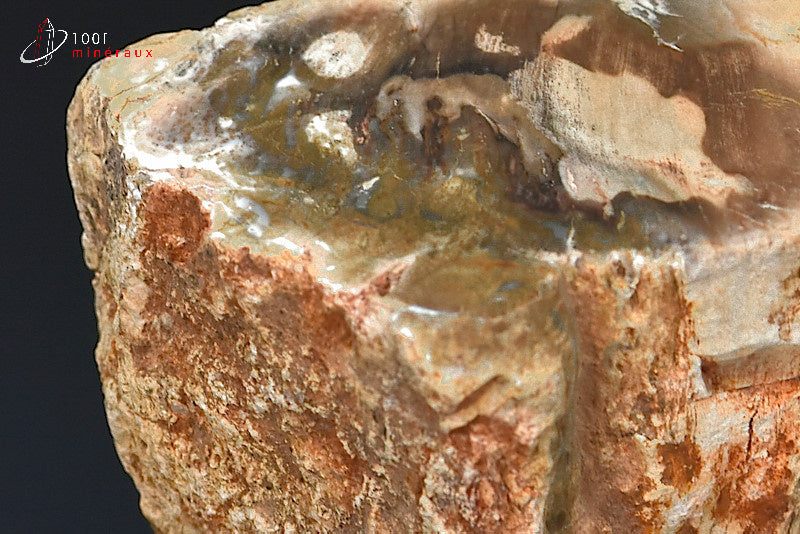Fossile de bois fossilisé pétrifié marron de Madagascar