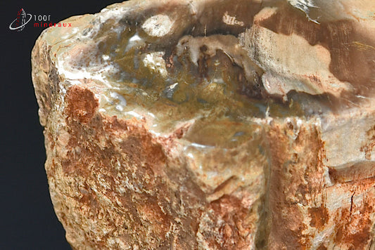 Fossile de bois fossilisé pétrifié marron de Madagascar