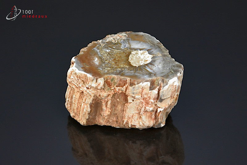 Fossile de bois fossilisé pétrifié marron de Madagascar