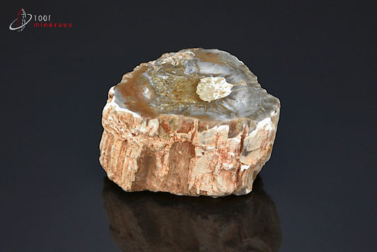 Fossile de bois fossilisé pétrifié marron de Madagascar