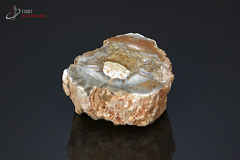 Fossile de bois fossilisé pétrifié marron de Madagascar