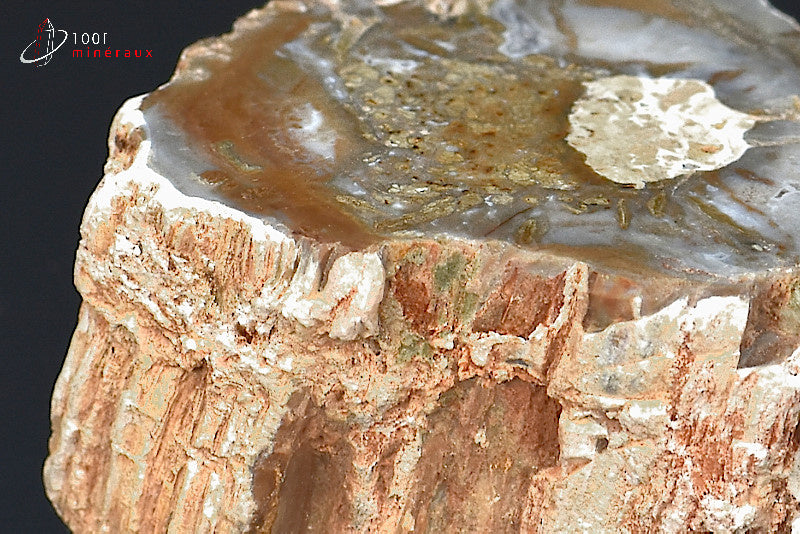 Fossile de bois fossilisé pétrifié marron de Madagascar