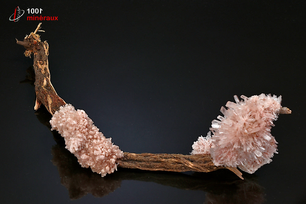 Minéral cristallisé de gypse rose sur bois d'Australie