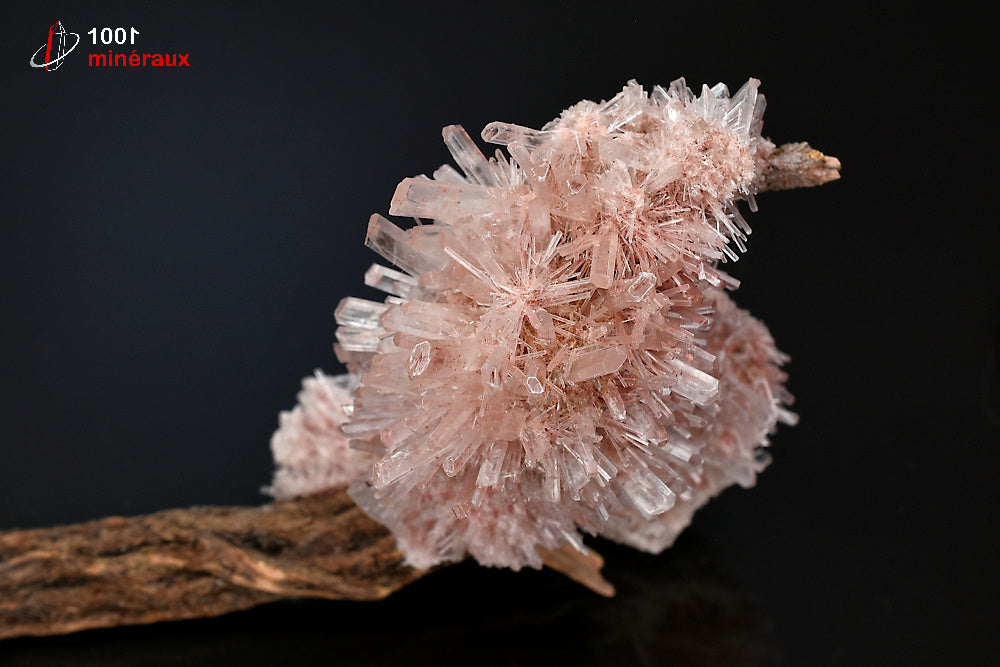 Minéral cristallisé de gypse rose sur bois d'Australie