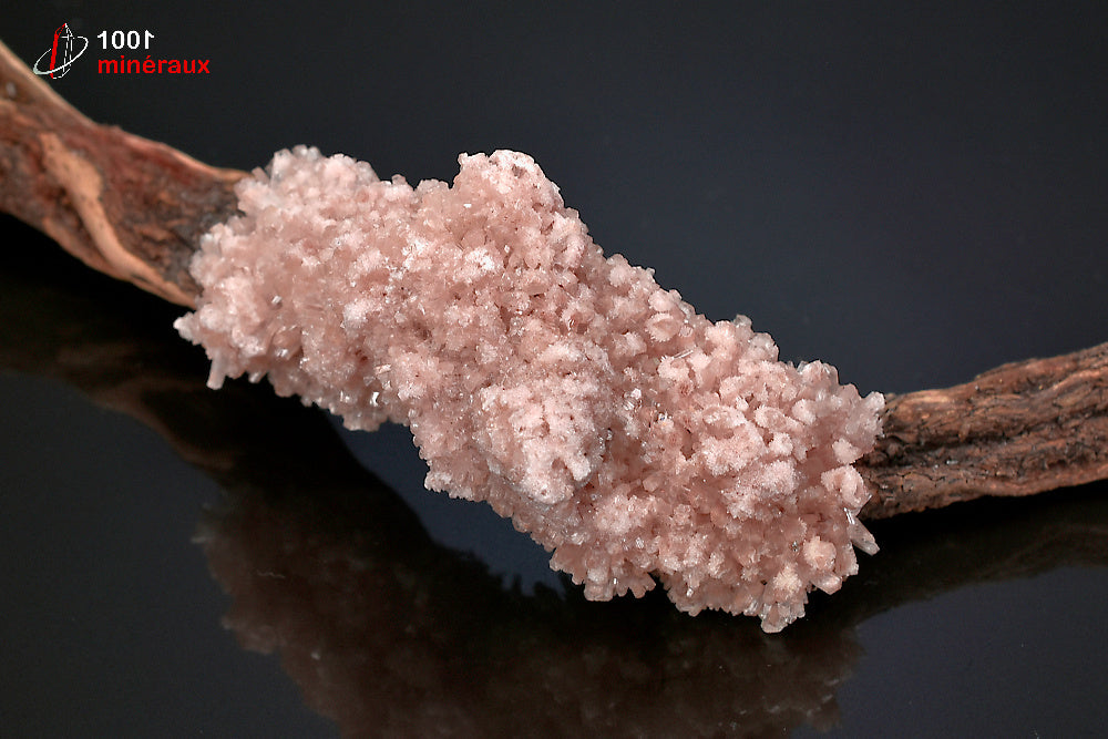 Minéral cristallisé de gypse rose sur bois d'Australie