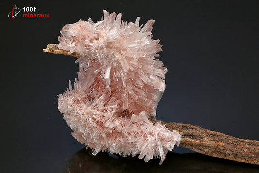 Minéral cristallisé de gypse rose sur bois d'Australie