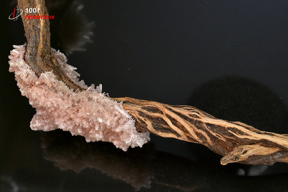 Minéral cristallisé de gypse rose sur bois d'Australie