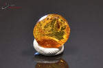Ambre avec insectes - mer Baltique - fossiles 0,9 cm / 0,22g / BF416 - Vignette | 1001 minéraux