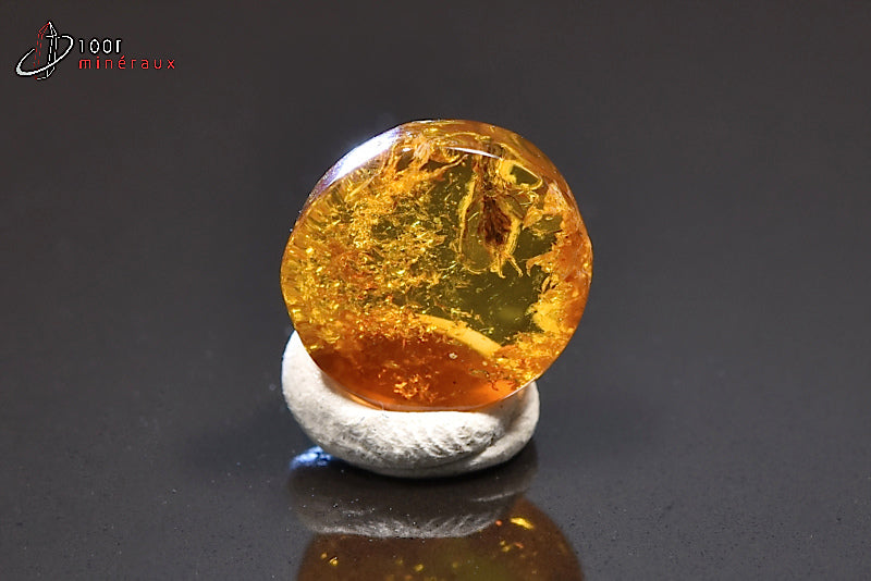 Fossile d'ambre jaune avec insectes de Mer Baltique