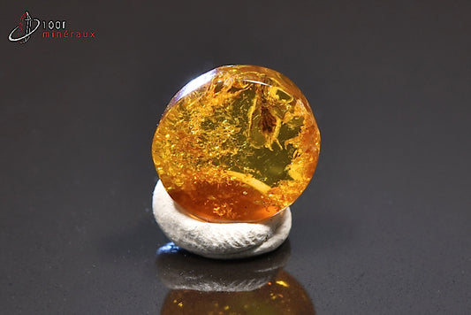 Fossile d'ambre jaune avec insectes de Mer Baltique