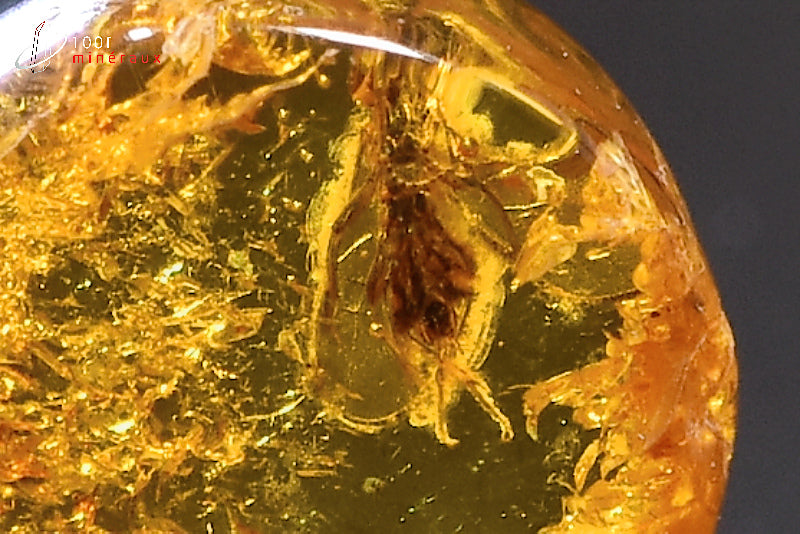 Fossile d'ambre jaune avec insectes de Mer Baltique