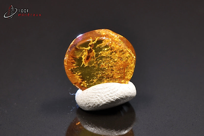 Fossile d'ambre jaune avec insectes de Mer Baltique