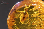 Ambre avec insectes - mer Baltique - fossiles 0,9 cm / 0,22g / BF416 - Vignette | 1001 minéraux