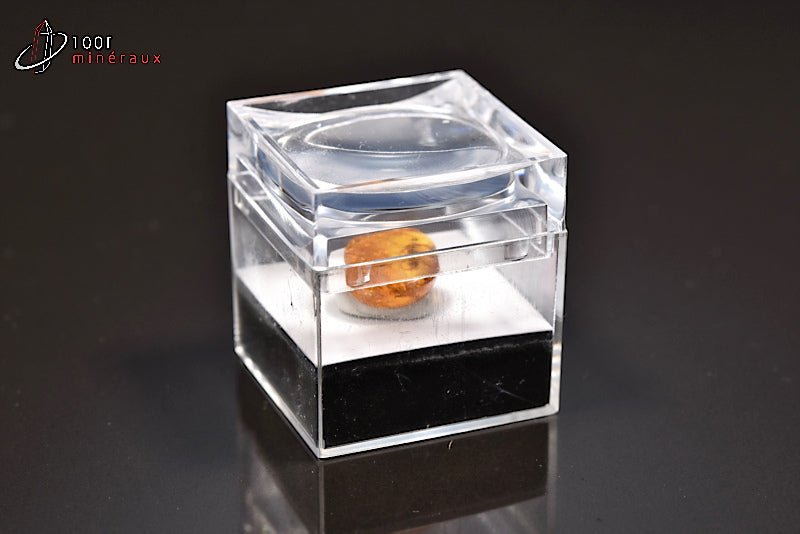 Fossile d'ambre jaune avec insectes de Mer Baltique