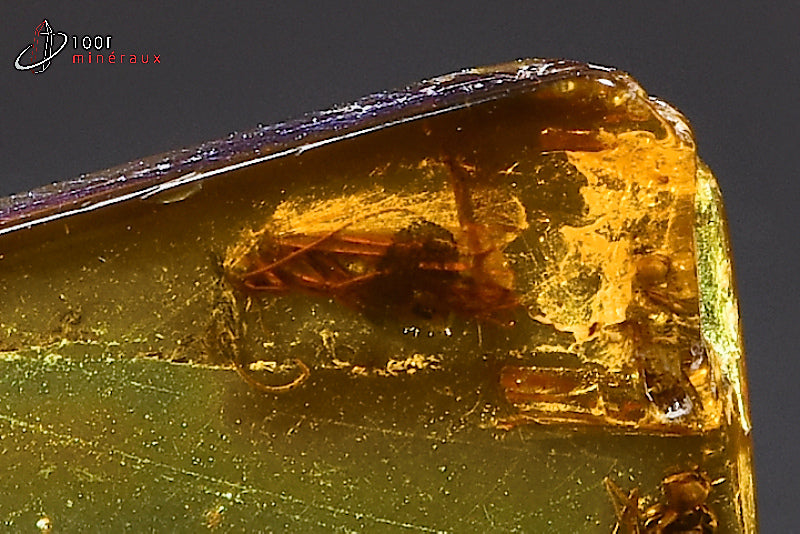 Fossile d'ambre jaune de Mer Baltique