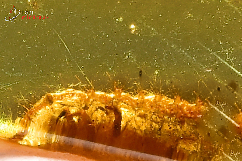 Fossile d'ambre jaune de Mer Baltique