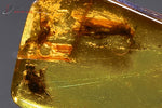 Ambre avec insectes - mer Baltique - fossiles 1,7 cm / 0,5g / BF419 - Vignette | 1001 minéraux