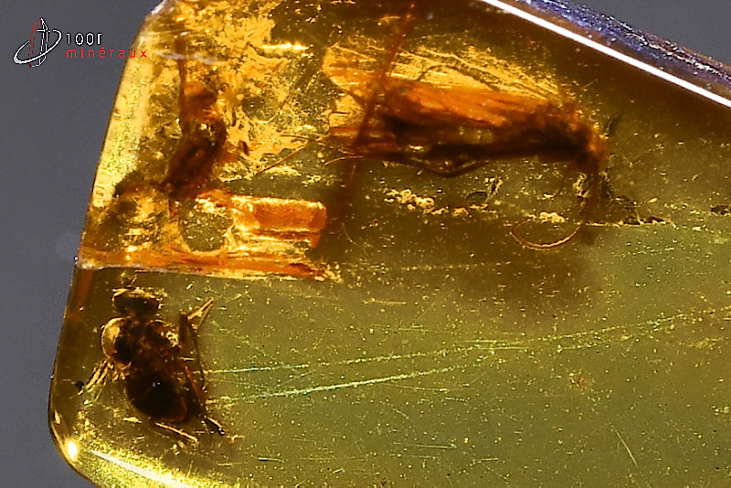 Fossile d'ambre jaune de Mer Baltique