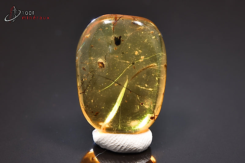 Fossile d'ambre jaune avec insectes de Birmanie