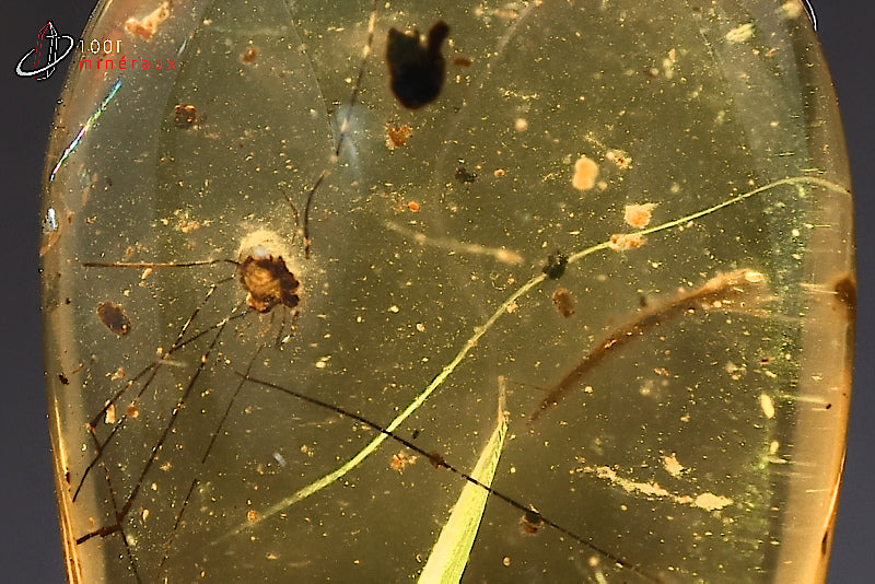 Fossile d'ambre jaune avec insectes de Birmanie