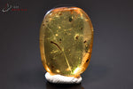 Ambre avec insectes - Birmanie - fossiles 2,3 cm / 2,1g / BF421 - Vignette | 1001 minéraux