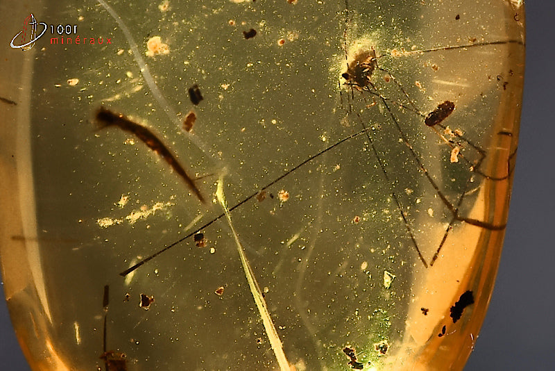 Fossile d'ambre jaune avec insectes de Birmanie