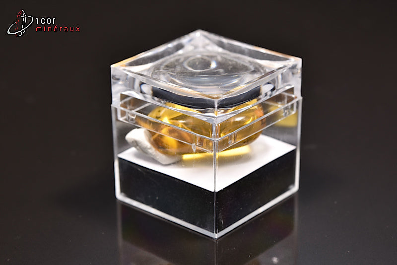 Fossile d'ambre jaune avec insectes de Birmanie