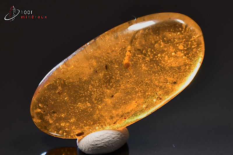 Fossile d'ambre jaune avec inclusions de végétaux de Birmanie