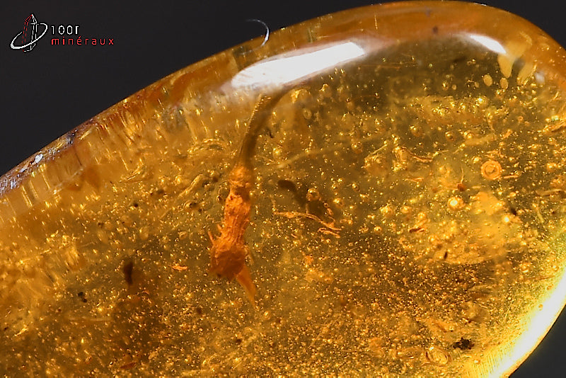 Fossile d'ambre jaune avec inclusions de végétaux de Birmanie