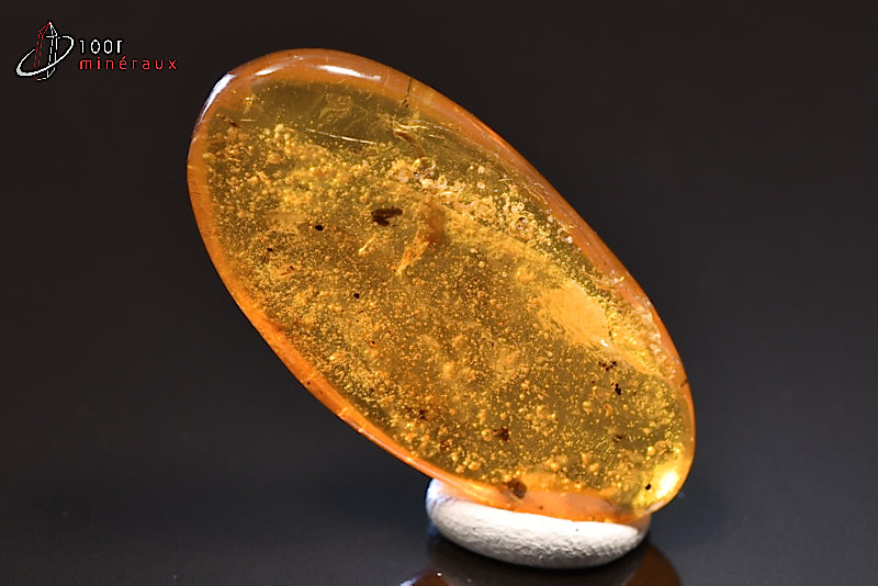 Fossile d'ambre jaune avec inclusions de végétaux de Birmanie