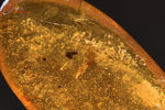 Ambre avec inclusion végétale - Birmanie - fossiles 3,2 cm / 2,2g / BF424 - Vignette | 1001 minéraux