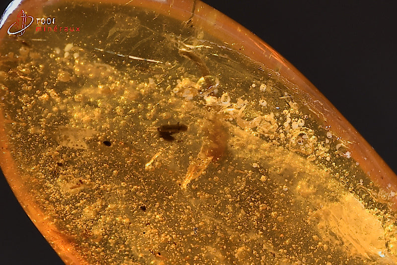 Fossile d'ambre jaune avec inclusions de végétaux de Birmanie