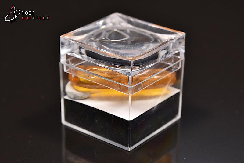 Fossile d'ambre jaune avec inclusions de végétaux de Birmanie