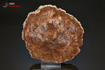 Grande tranche de Bois fossilisé - Madagascar - fossiles 16,3 cm / 881g / BG278 - Vignette | 1001 minéraux