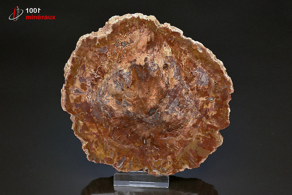 Grande tranche fossile de bois fossilisé rouge de Madagascar