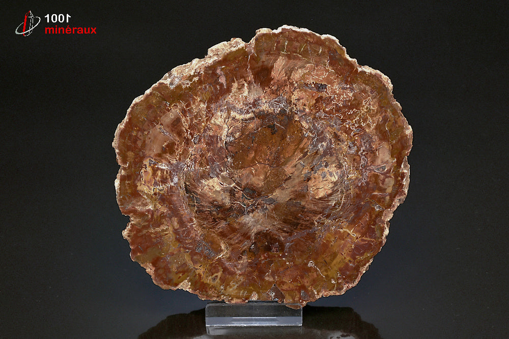 Grande tranche fossile de bois fossilisé rouge de Madagascar