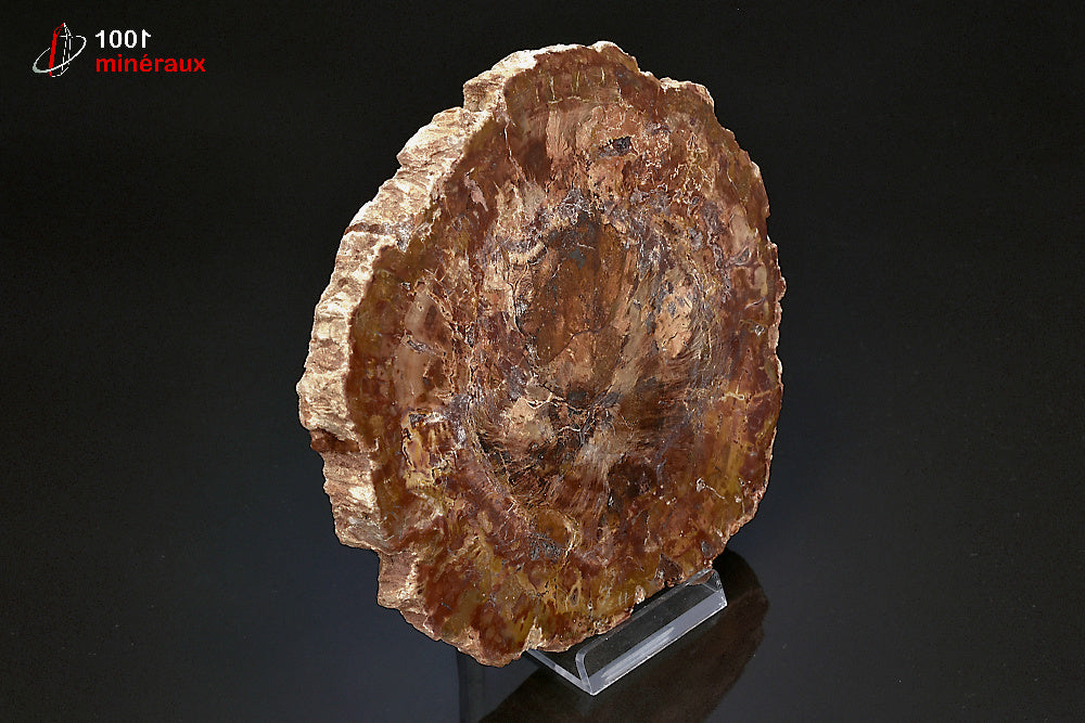 Grande tranche fossile de bois fossilisé rouge de Madagascar