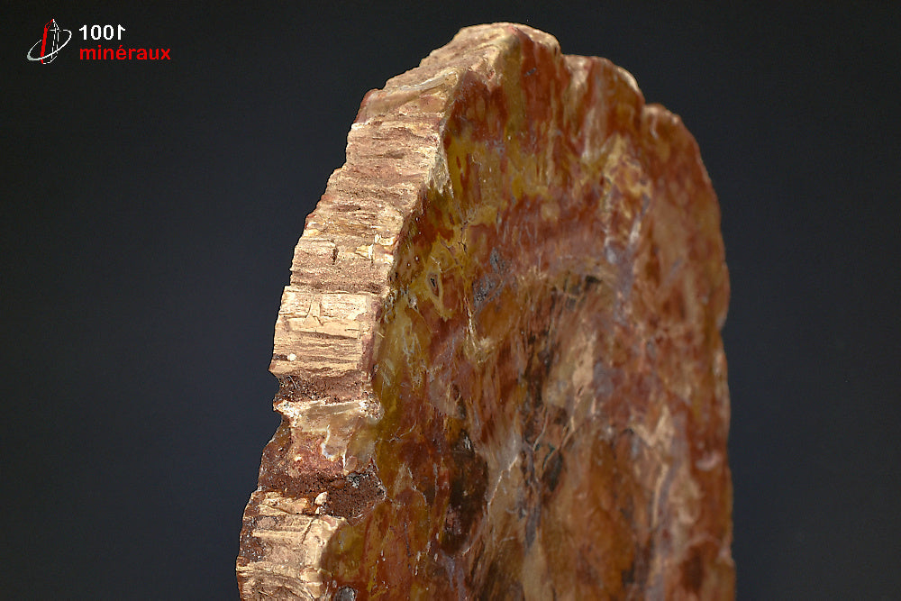 Grande tranche fossile de bois fossilisé rouge de Madagascar