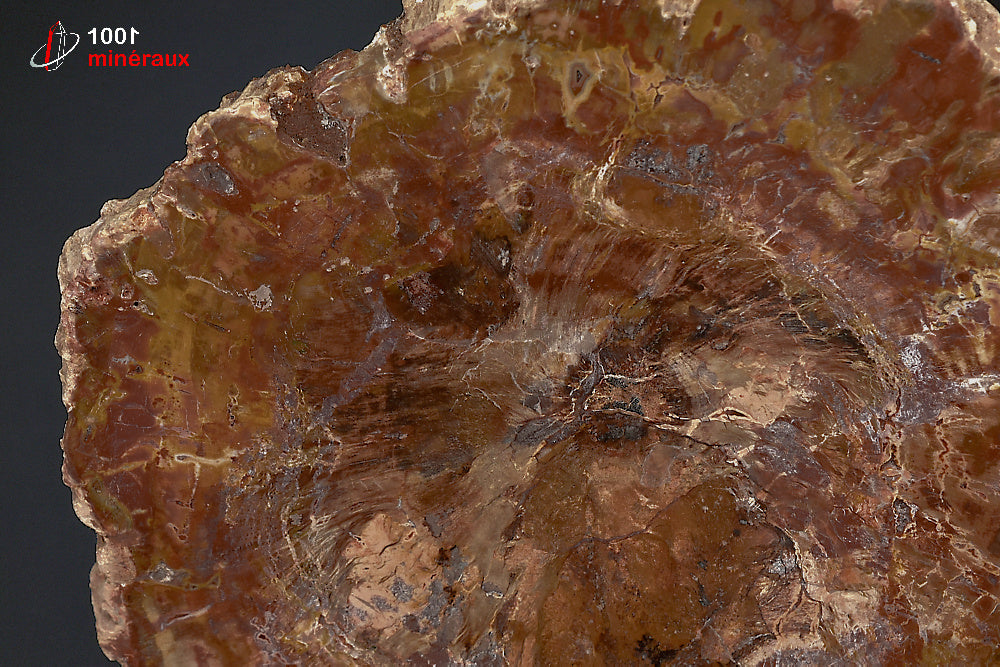 Grande tranche fossile de bois fossilisé rouge de Madagascar