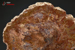 Grande tranche de Bois fossilisé - Madagascar - fossiles 16,3 cm / 881g / BG278 - Vignette | 1001 minéraux