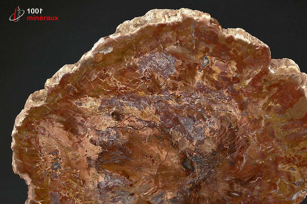 Grande tranche fossile de bois fossilisé rouge de Madagascar